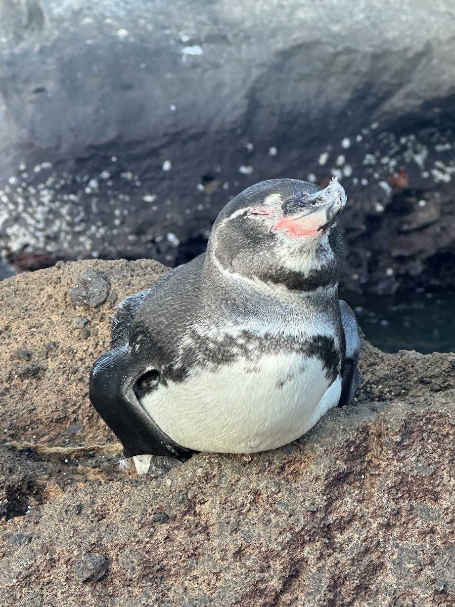 Galapagos Penguin - ML649780613