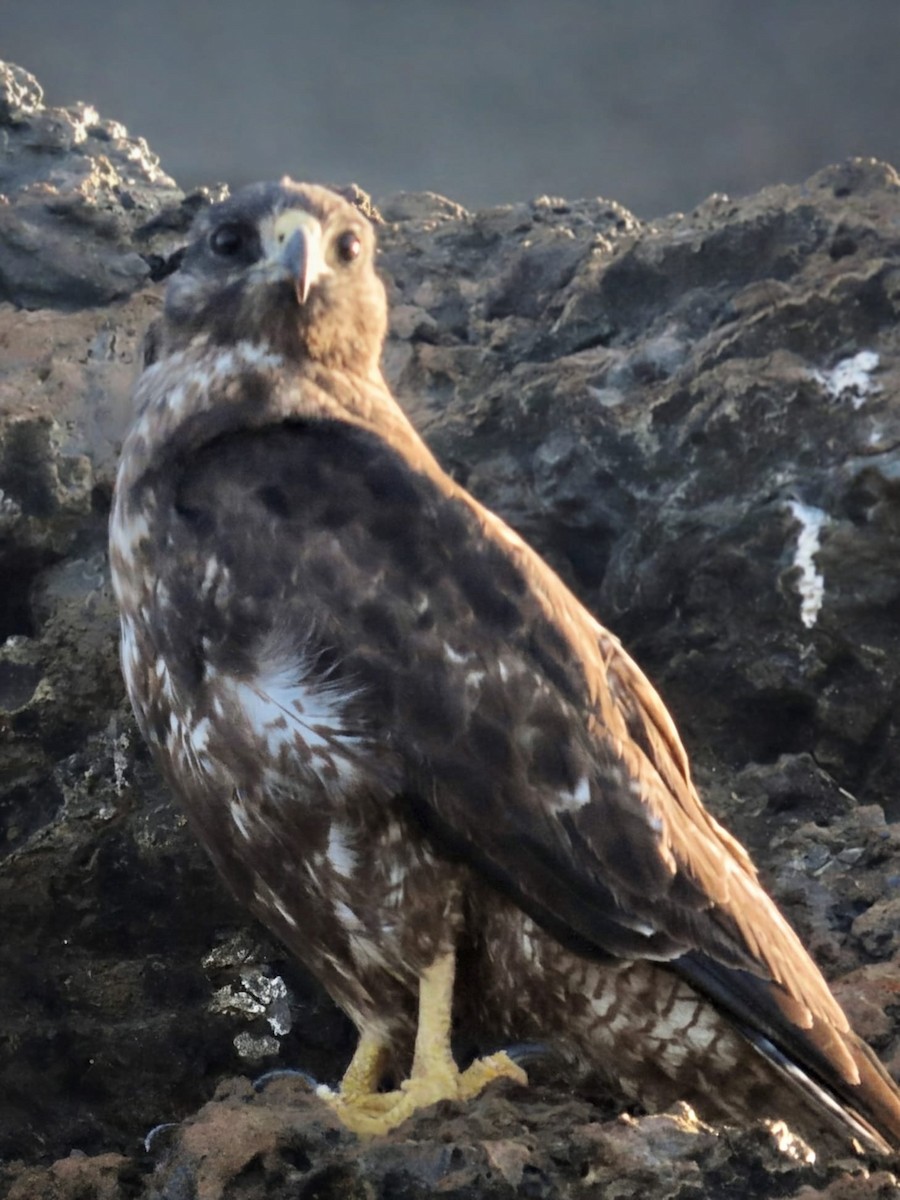 Galapagos Hawk - ML649780658