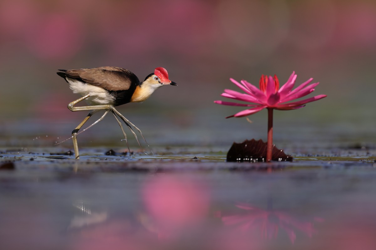Comb-crested Jacana - ML649781400