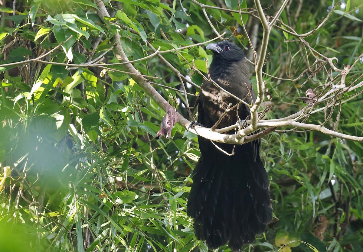 Black-hooded Coucal - ML649783132