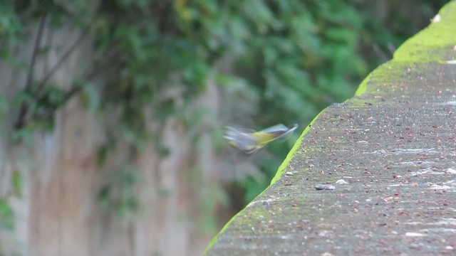 Gebirgsstelze - ML649783273