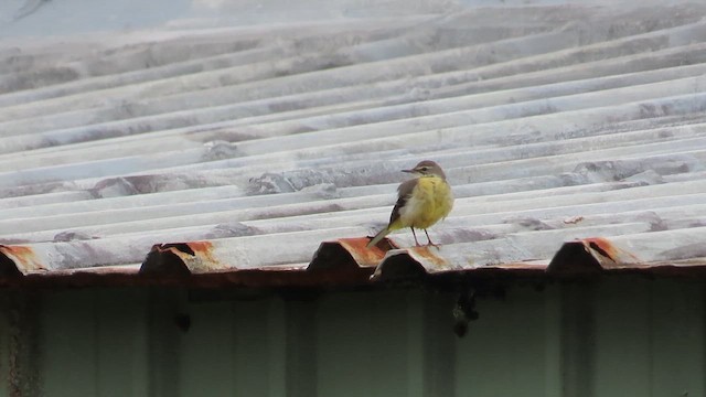 Gebirgsstelze - ML649783274