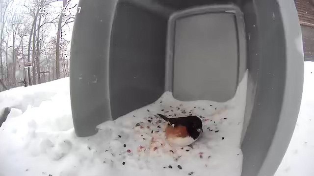 Eastern Towhee - ML649783691