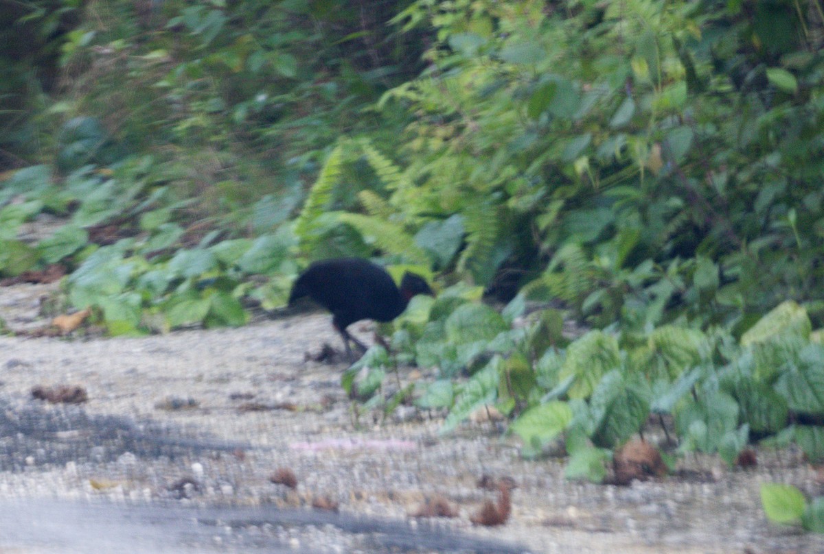 Biak Megapode - ML649784565