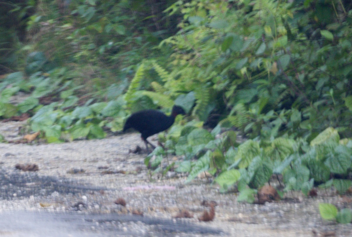 Biak Megapode - ML649784612