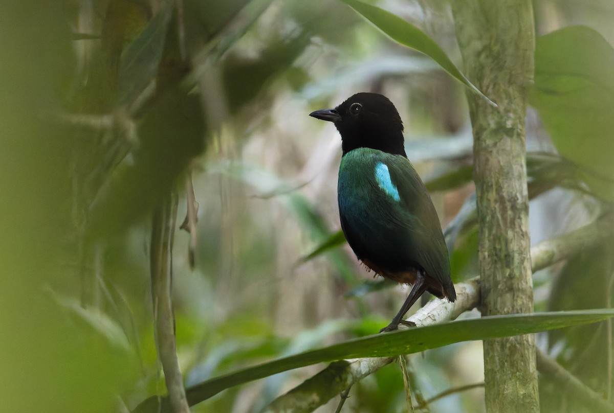Brève de Nouvelle-Guinée (mefoorana) - ML649785001