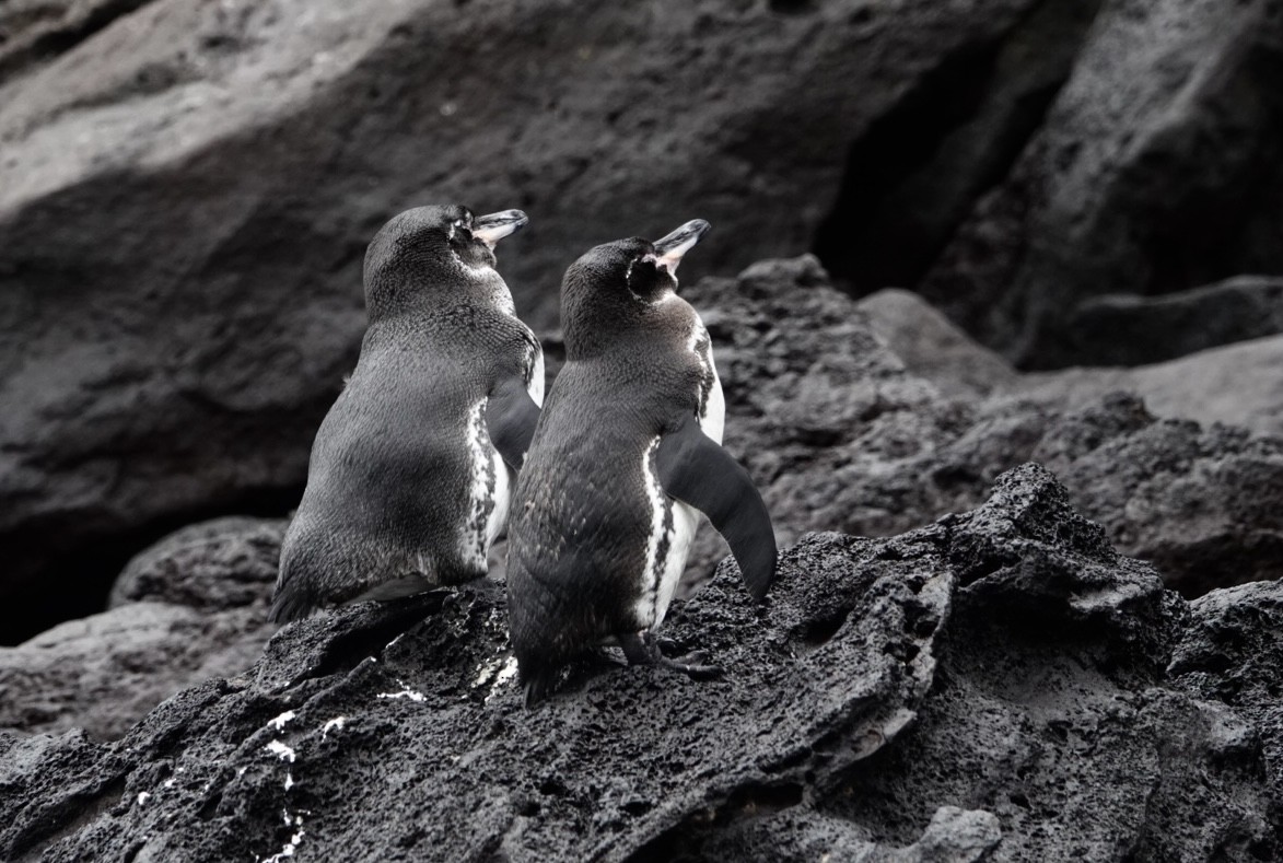 Galapagos Penguin - ML649785311