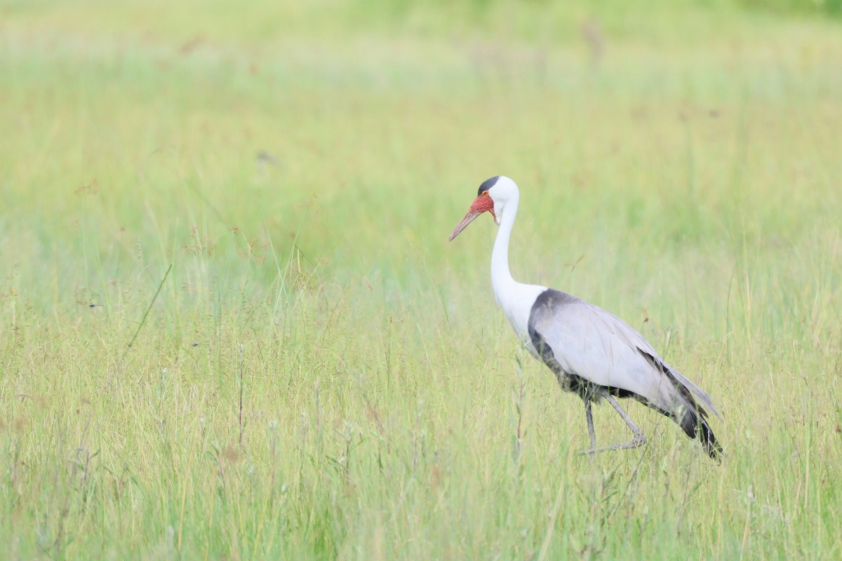 Журавель білошиїй - ML649785410