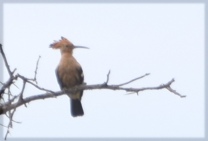 Common Hoopoe (African) - ML649785646