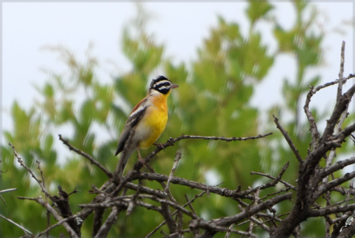 Golden-breasted Bunting - ML649785672