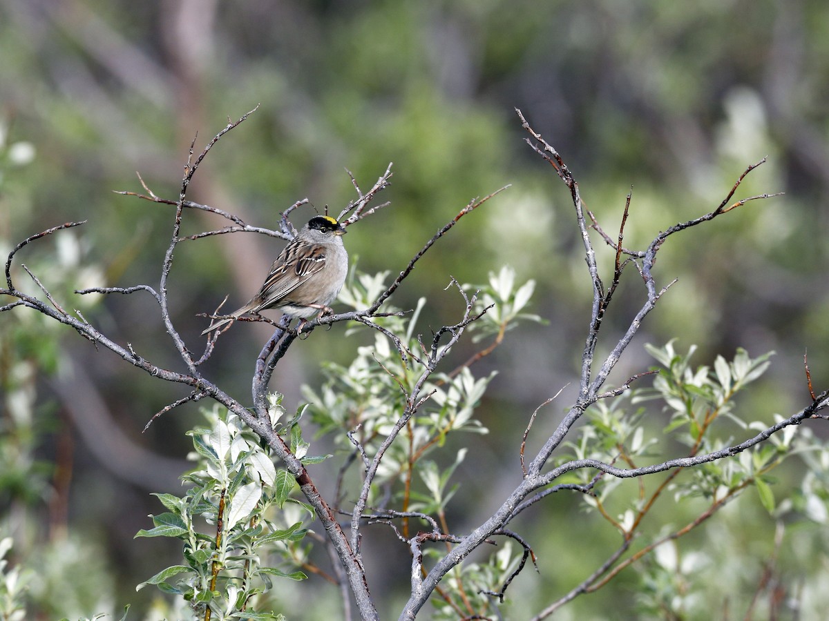 Habitat