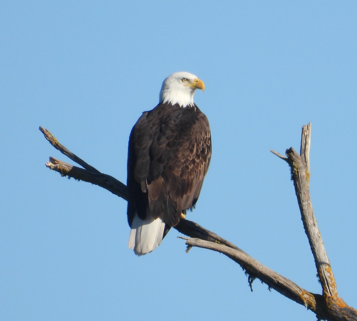 Белоголовый орлан - ML649785978