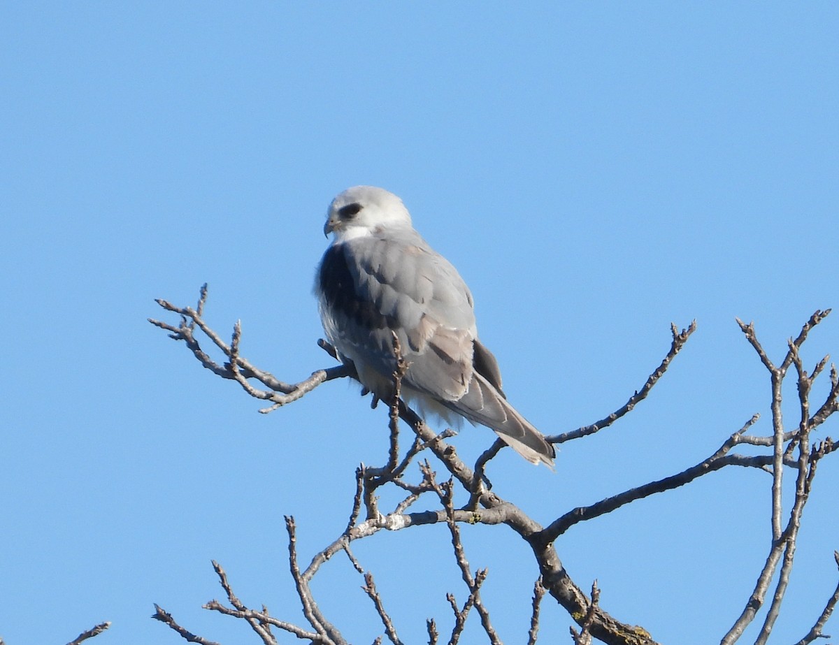 Белохвостый коршун - ML649785985