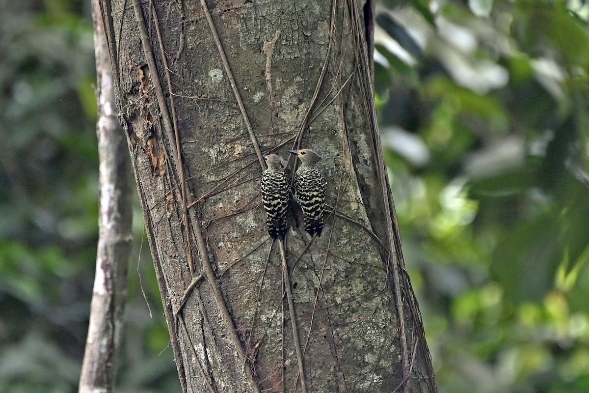 Buff-rumped Woodpecker - ML649787514