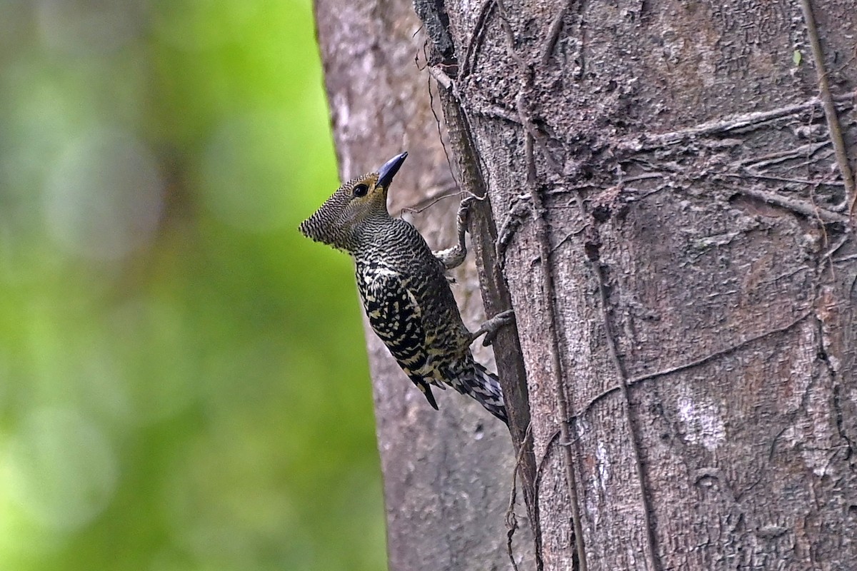Buff-rumped Woodpecker - ML649787527