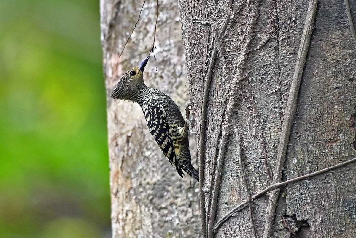 Buff-rumped Woodpecker - ML649787531