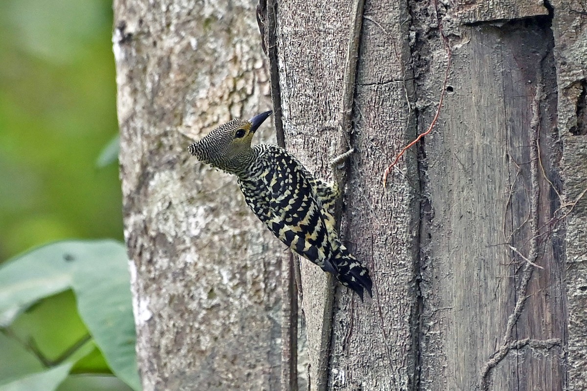 Buff-rumped Woodpecker - ML649787535