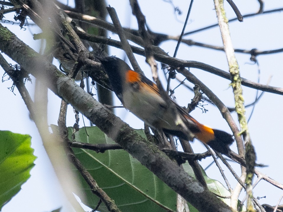 American Redstart - ML649787645