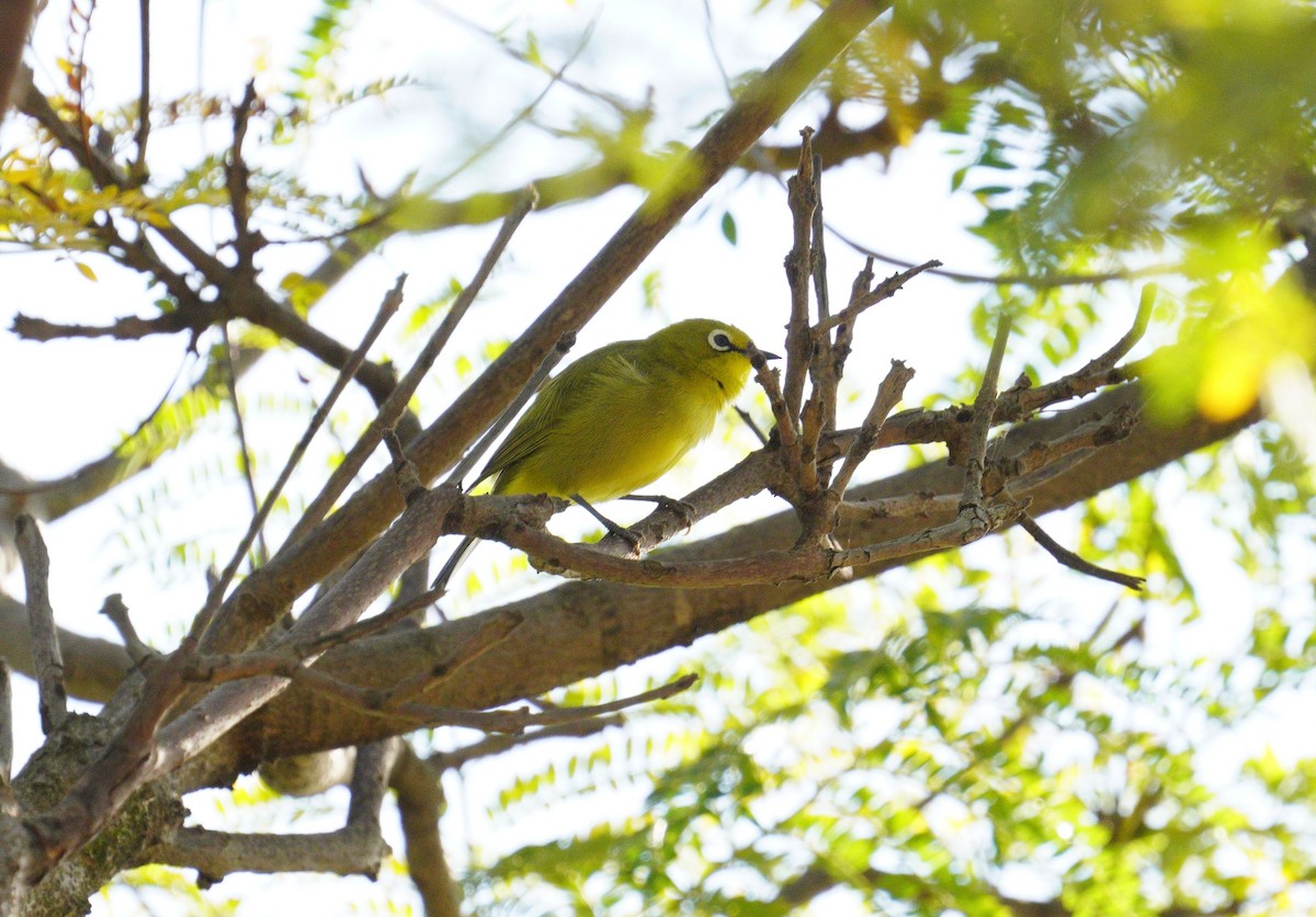 angolabrillefugl - ML649788739