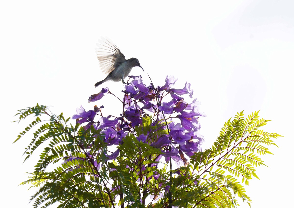 krattsolfugl (oustaleti) - ML649788763