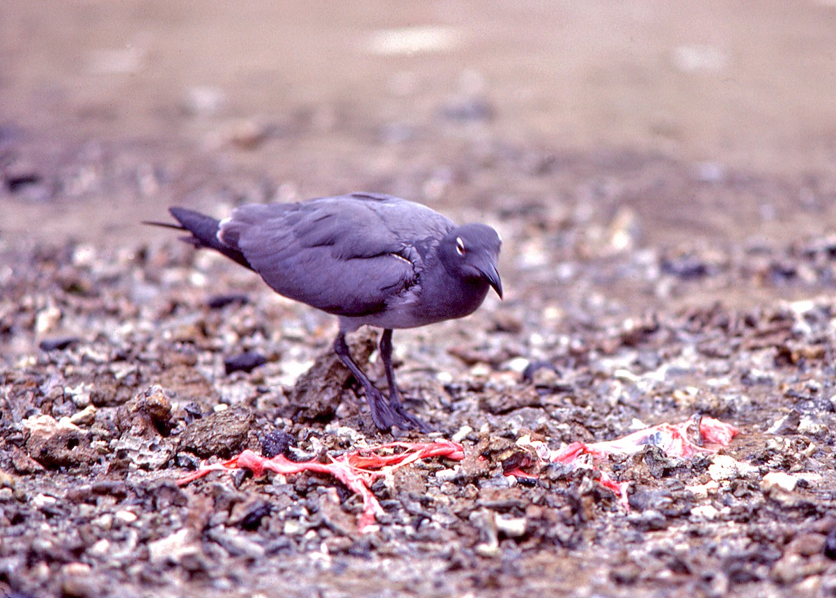 Мартин темний - ML649788838