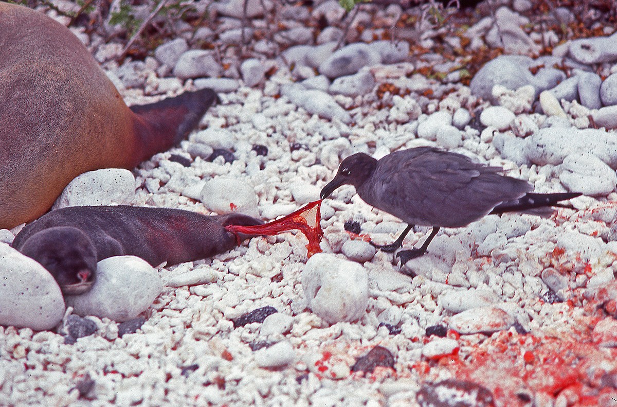 Мартин темний - ML649788940