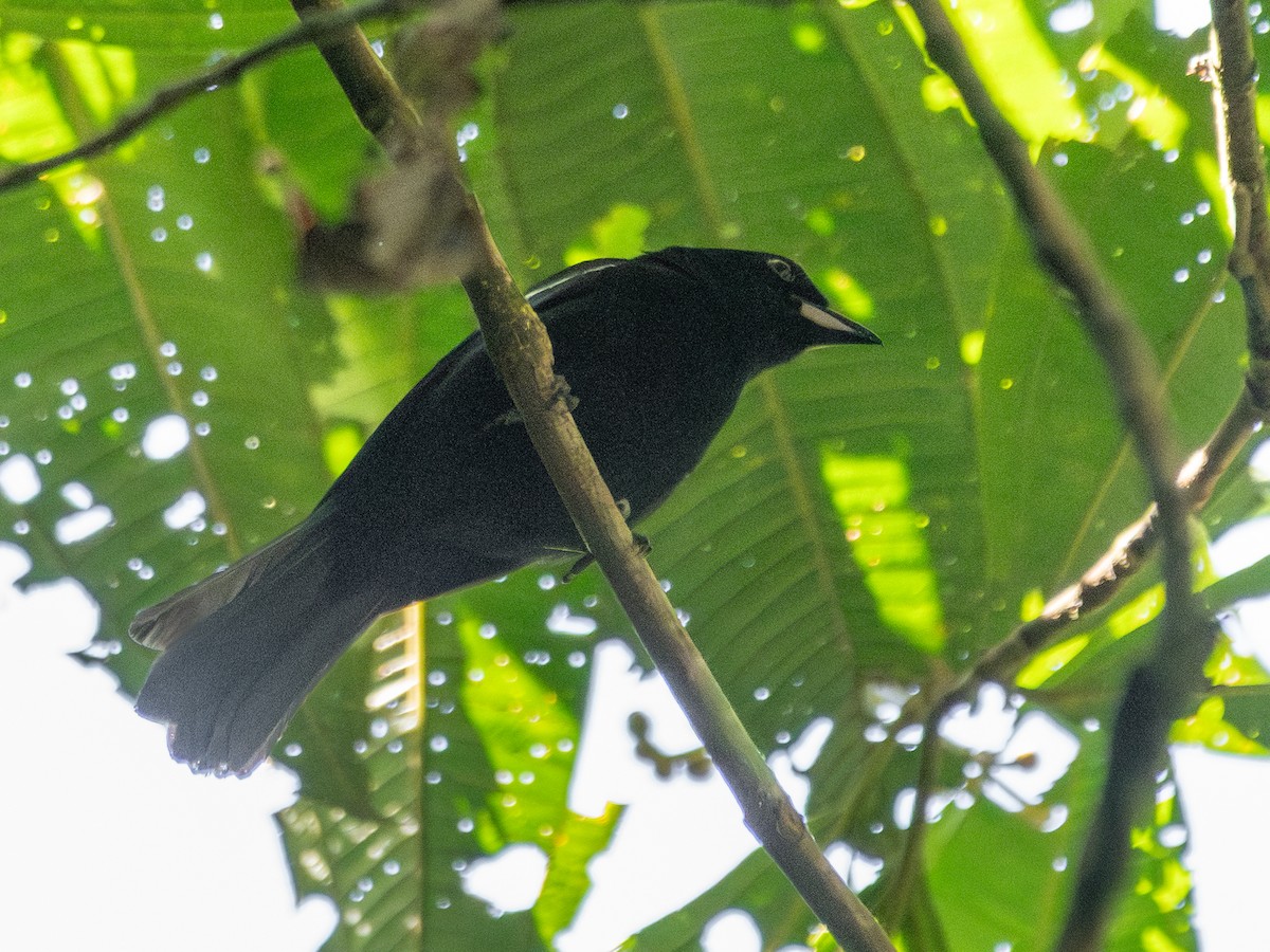 White-shouldered Tanager - ML649789569