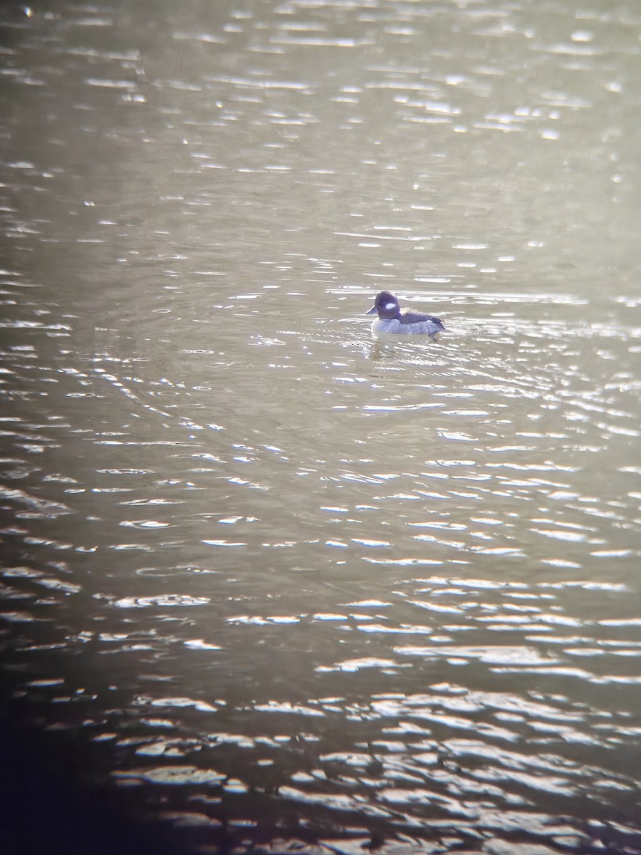 Bufflehead - ML649789730