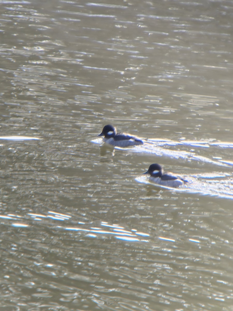Bufflehead - ML649789736