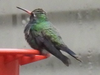 eBird Checklist - 25 Jan 2026 - Bay Pointe neighborhood (Broad-Billed ...