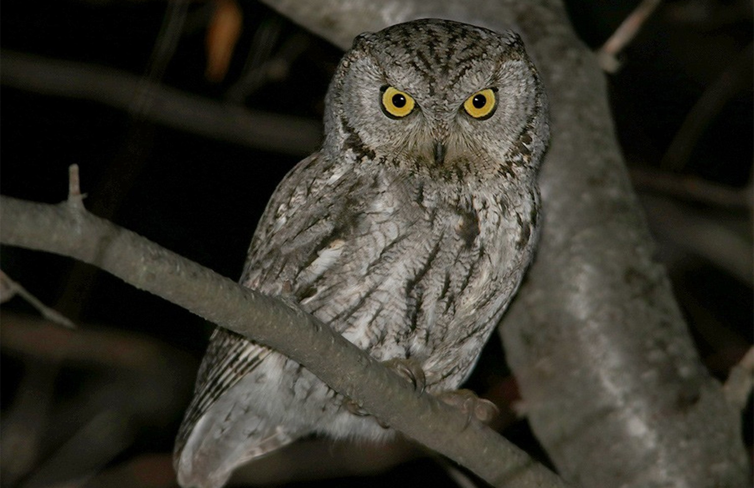 Western Screech-Owl