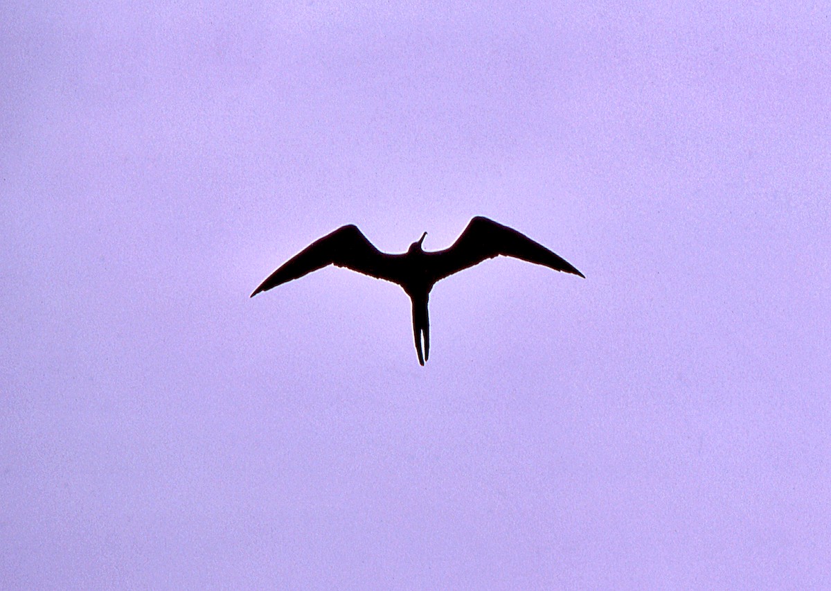 Фрегат sp. - ML649790908