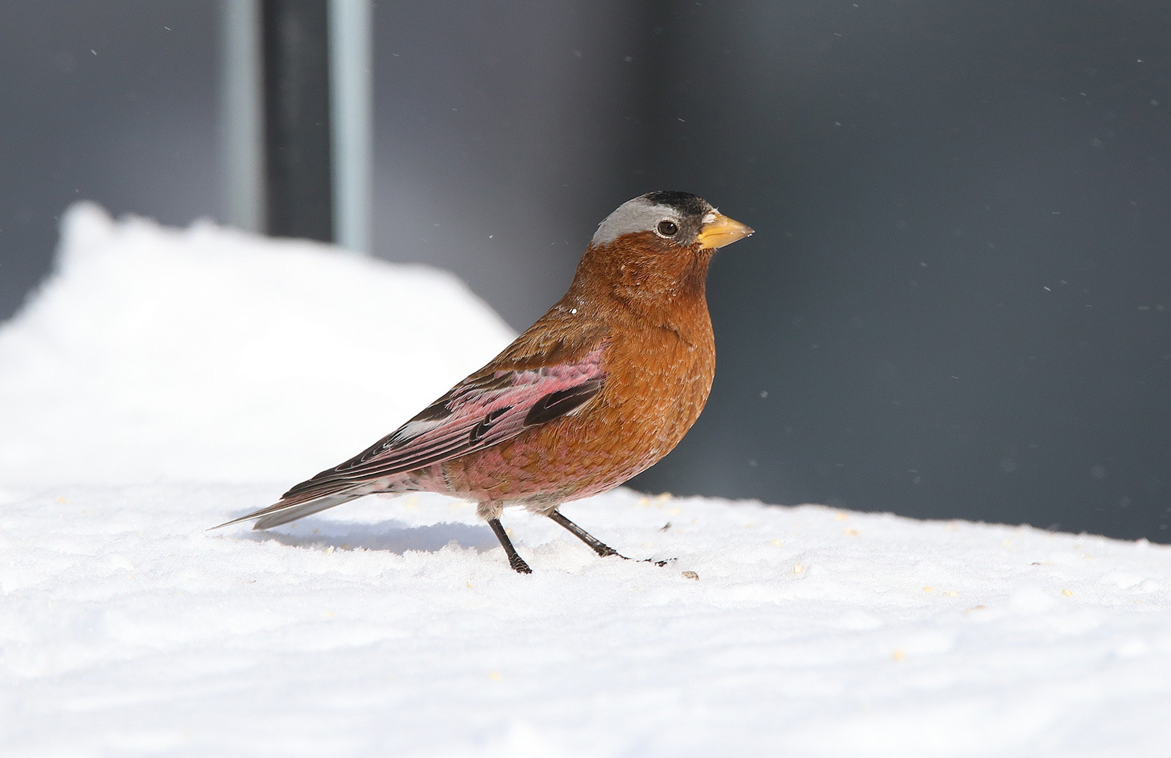 Gray-crowned Rosy-Finch