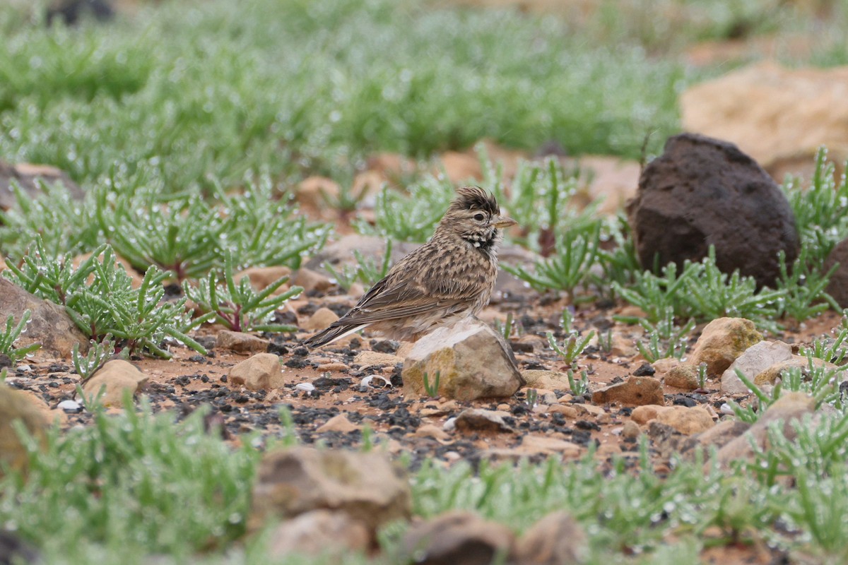 Stummellerche - ML649791178