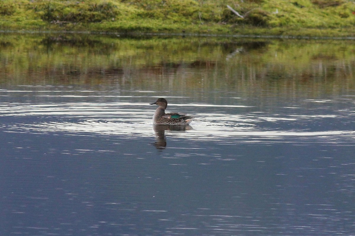 Green-winged Teal - Christian Marcotte