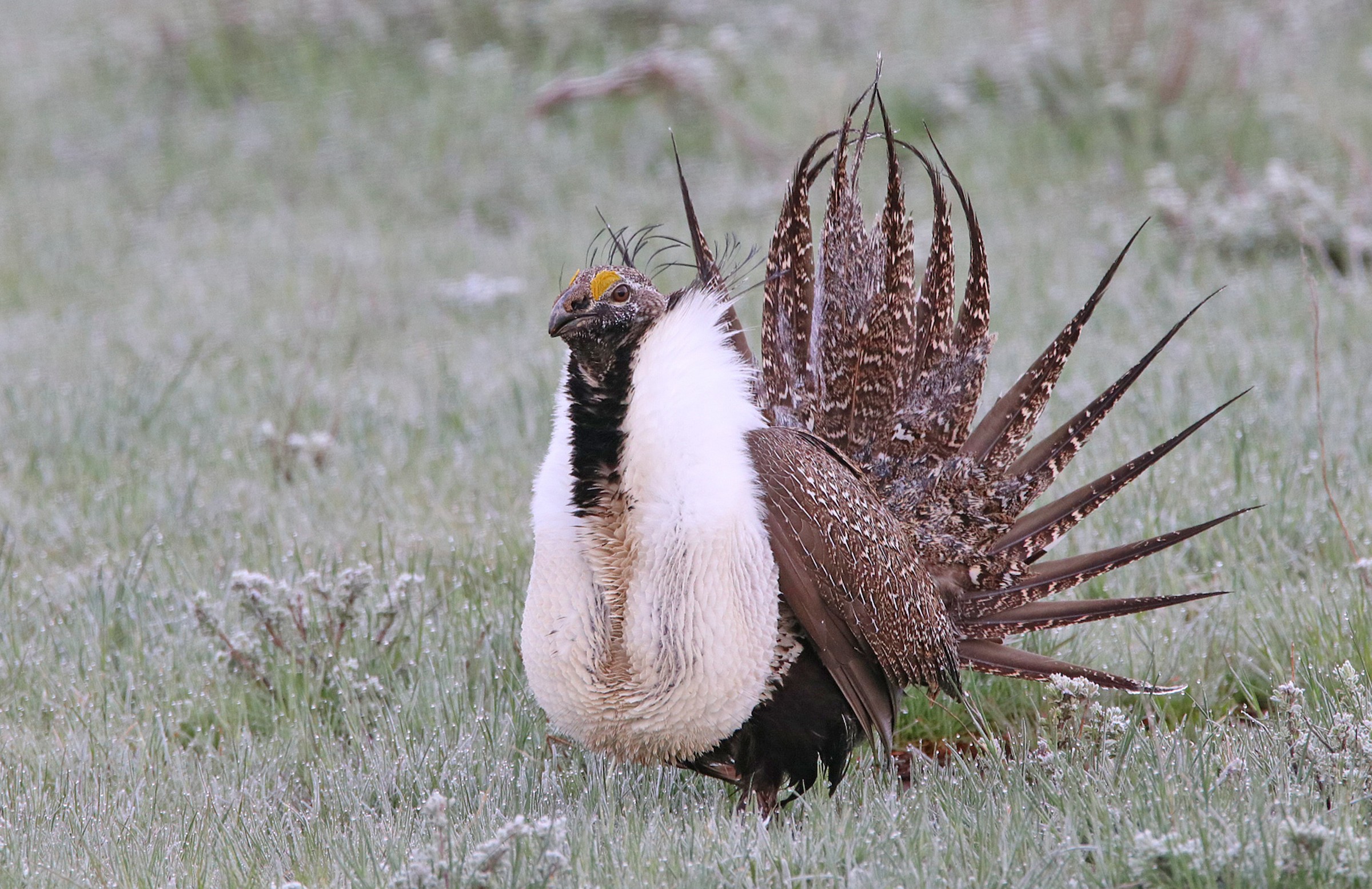 Greater Sage-Grouse