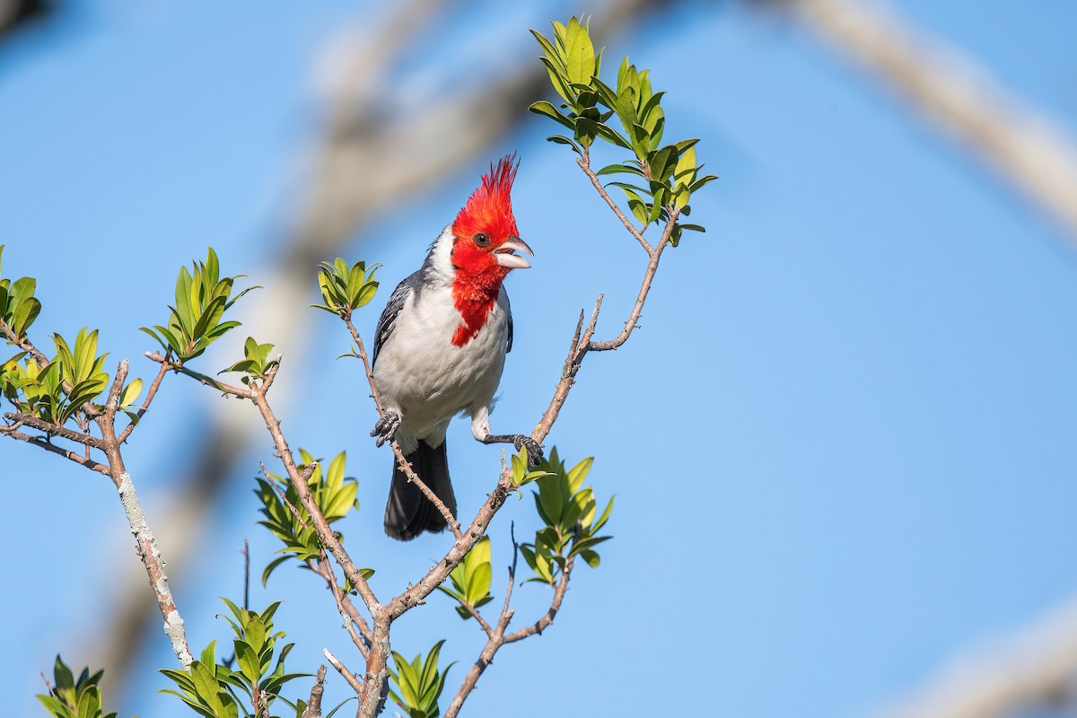 gråkardinal - ML649791594