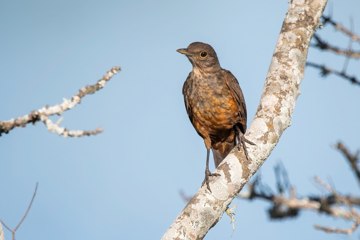 rustbuktrost - ML649791602