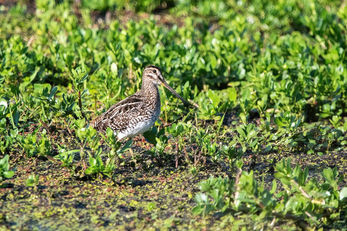 søramerikabekkasin - ML649791611