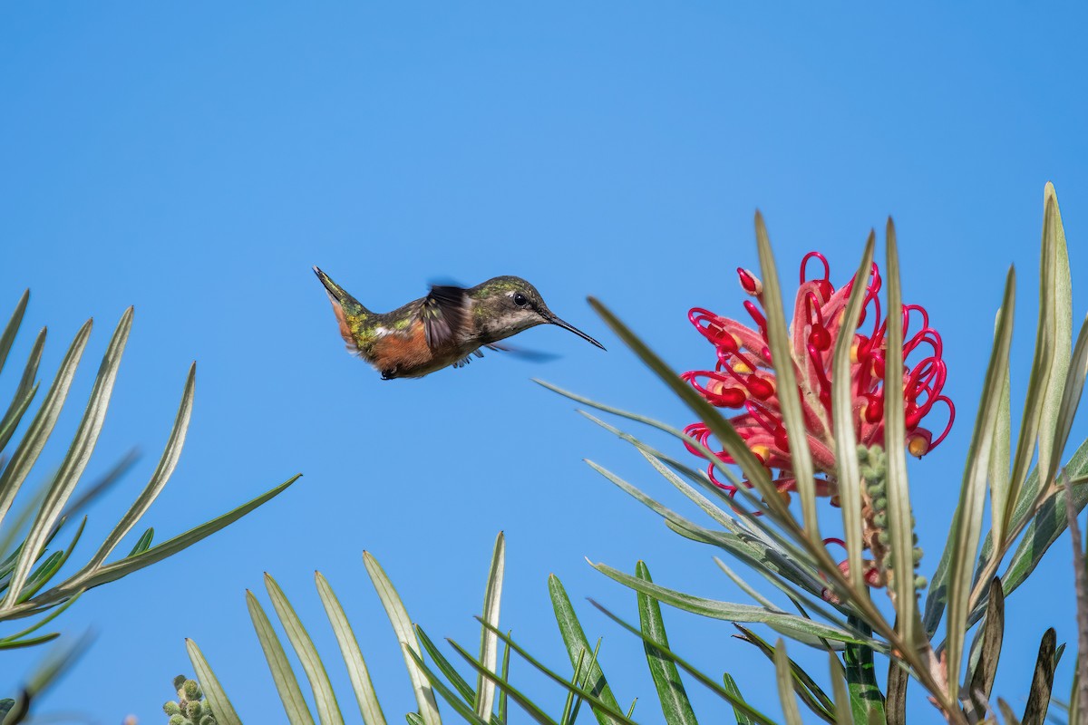 ametystkolibri - ML649791782