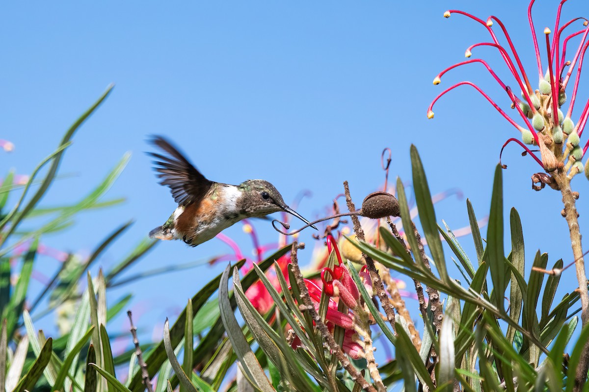 ametystkolibri - ML649791783