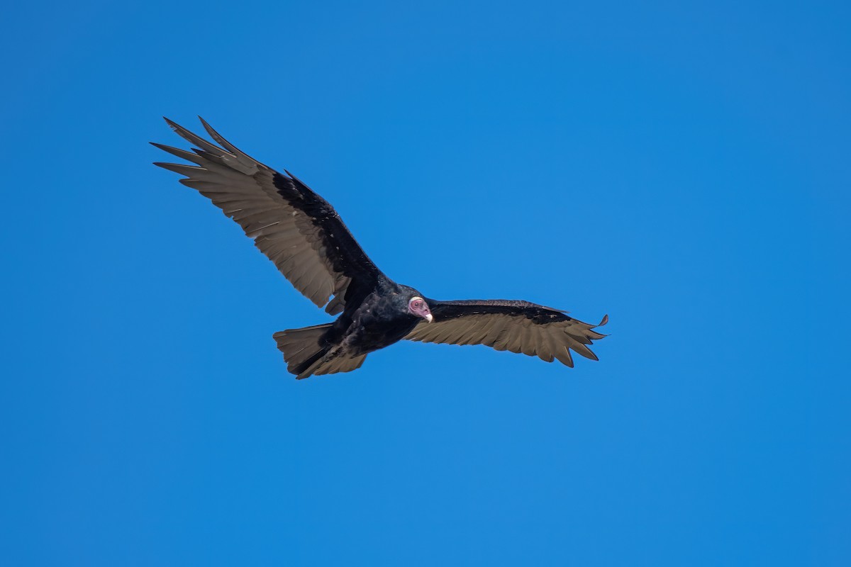 kalkunkondor - ML649791805