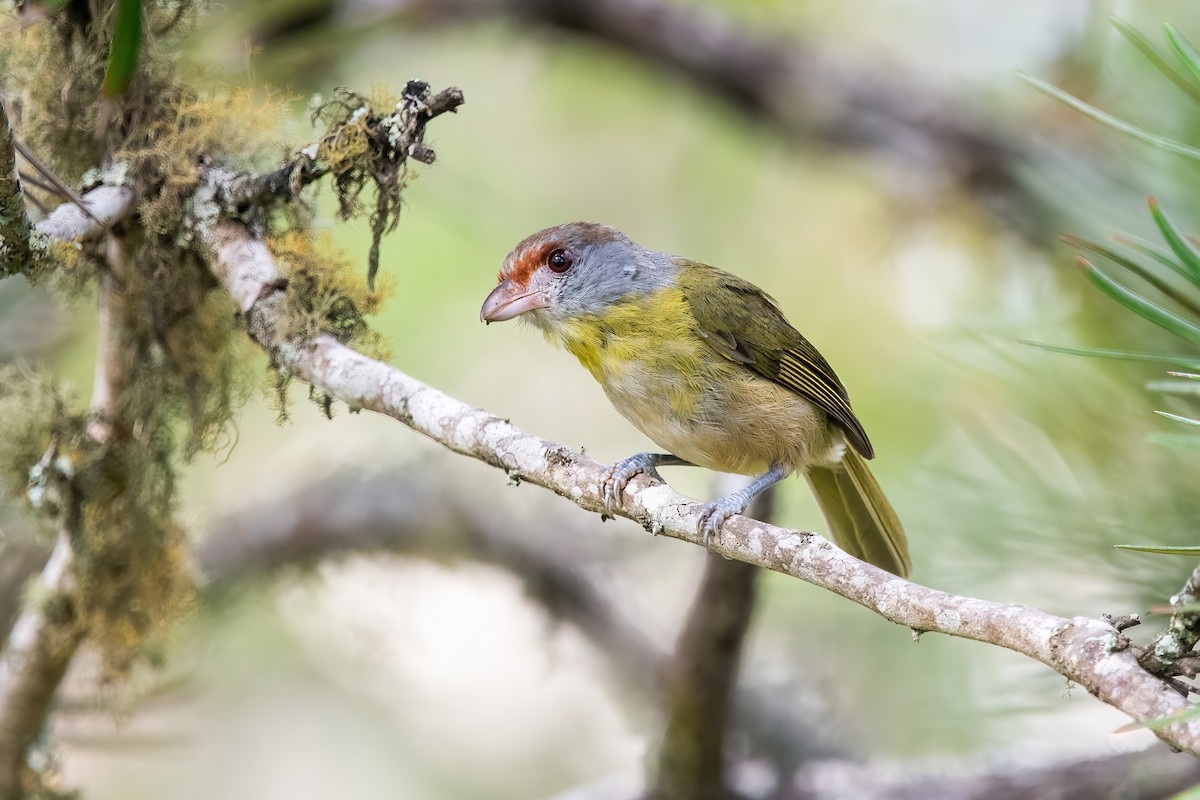 rustbrynvireo - ML649791812