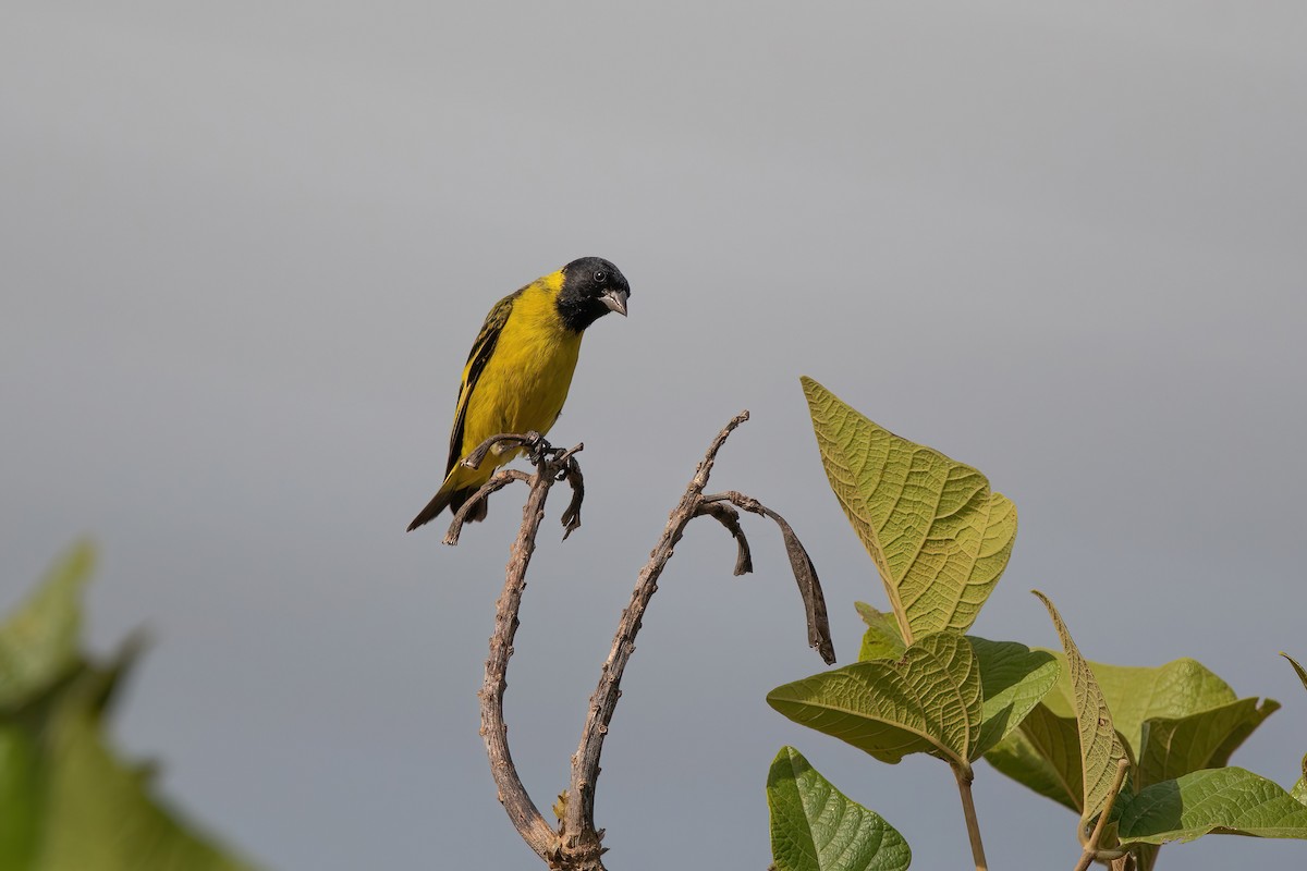 hettesisik - ML649791821