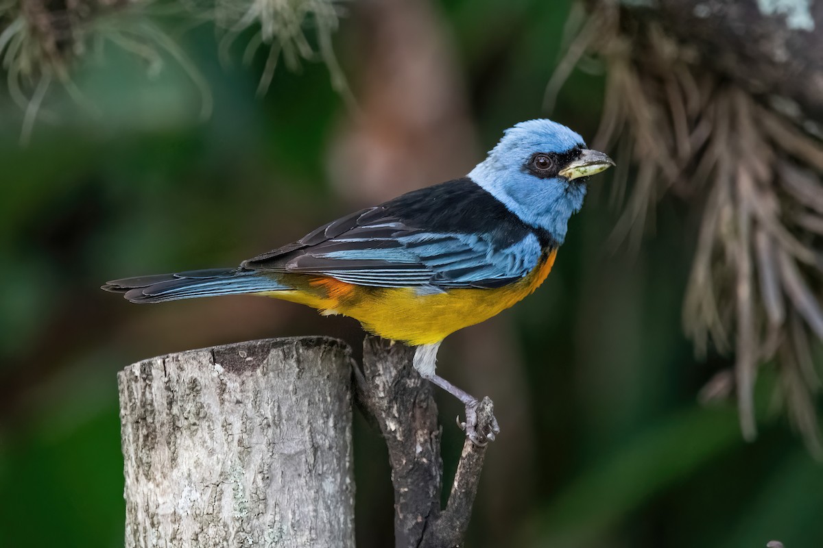 blågultanagar - ML649791830