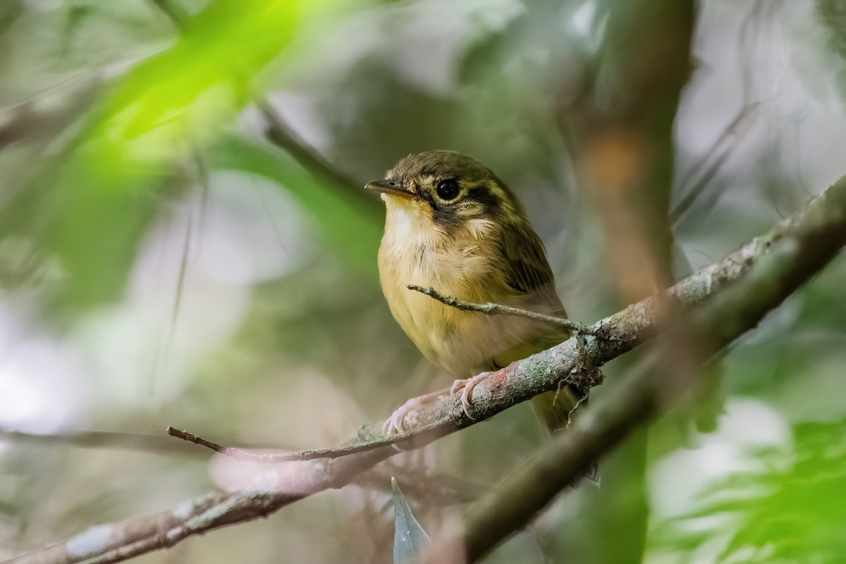 hvitstrupespadenebb - ML649791841