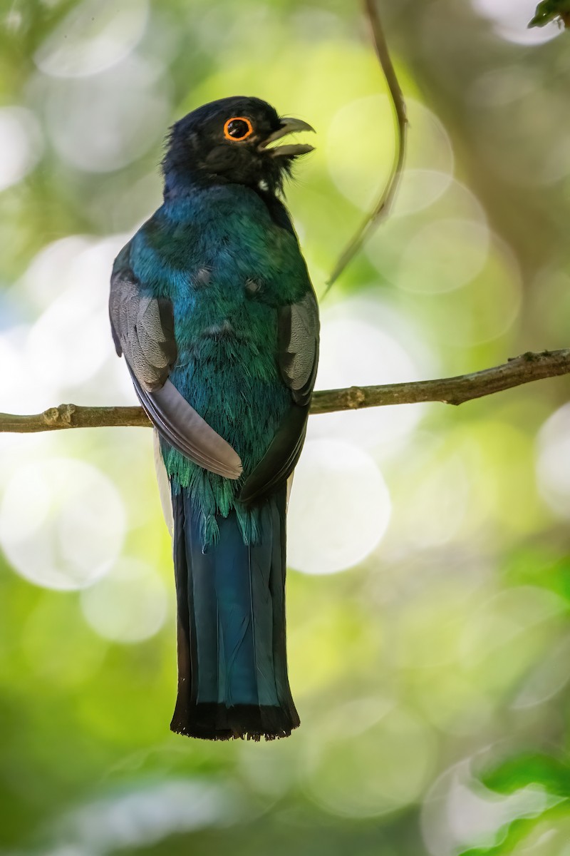 surucuatrogon - ML649791847