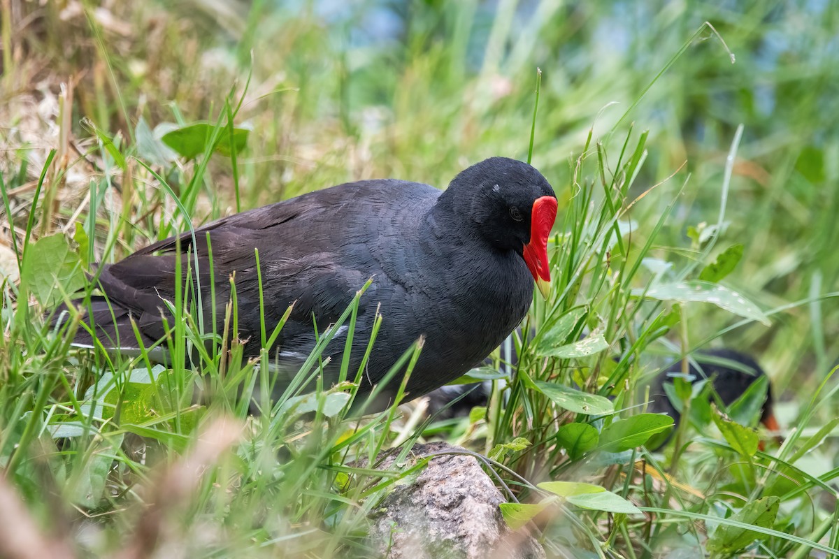 amerikasivhøne - ML649791863