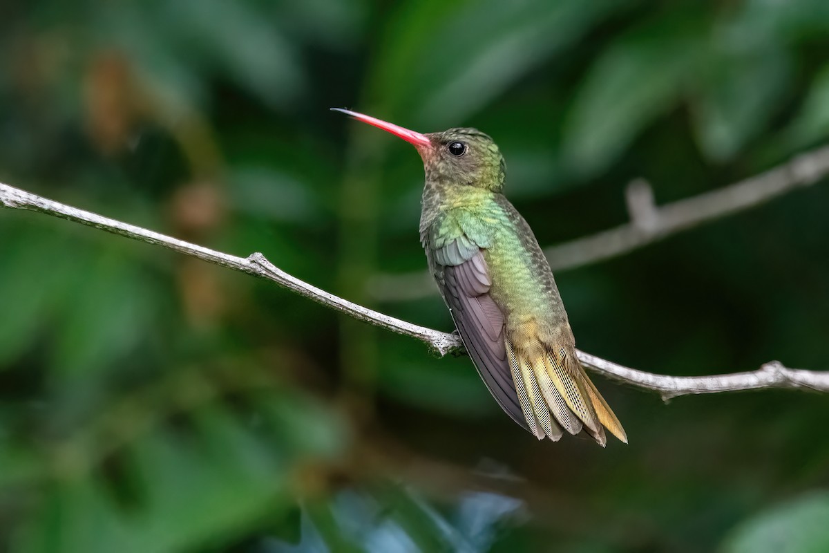 gyllenkolibri - ML649791869