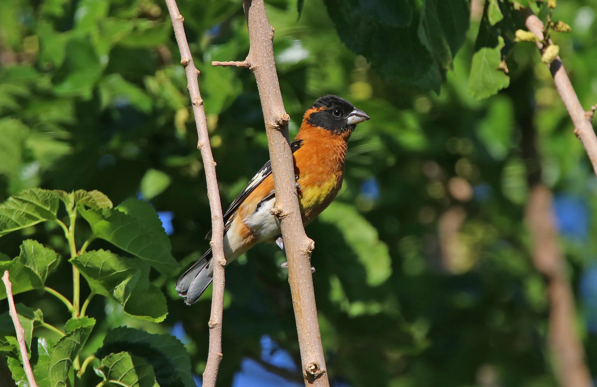Black-headed Grosbeak